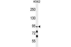 Western blot analysis in K562 cell line lysates (35ug/lane) using MYO19 Antibody . (Myosin XIX 抗体  (Middle Region))