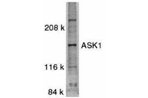 Western Blotting (WB) image for anti-Mitogen-Activated Protein Kinase Kinase Kinase 5 (MAP3K5) (C-Term) antibody (ABIN1030259) (ASK1 抗体  (C-Term))