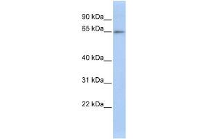 WB Suggested Anti-ZNF619 Antibody Titration:  0. (ZNF619 抗体  (N-Term))