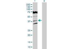 Western Blot analysis of VPS26A expression in transfected 293T cell line by VPS26A MaxPab polyclonal antibody. (VPS26A 抗体  (AA 1-327))