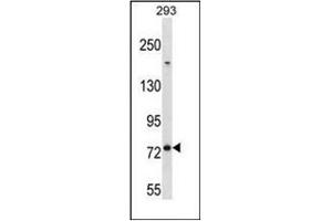Western blot analysis of MED16 Antibody (Center) in 293 cell line lysates (35ug/lane). (MED16 抗体  (Middle Region))
