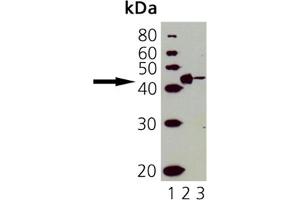 Western Blot Analysis of CD40: Lane 1: MWM, Lane 2: ESK4 cell lysate, Lane 3: Molt 4 cell lysate. (CD40 抗体)