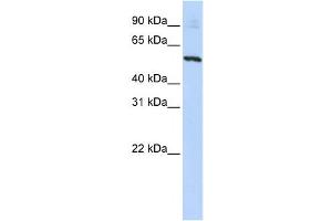 Western Blotting (WB) image for anti-Solute Carrier Family 36 (Proton/amino Acid Symporter), Member 2 (SLC36A2) antibody (ABIN2458820) (SLC36A2 抗体)