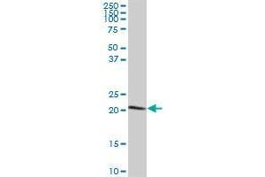 C7orf44 MaxPab polyclonal antibody. (C7orf44 抗体  (AA 1-146))