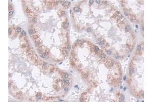 Detection of MOSC1 in Human Kidney Tissue using Polyclonal Antibody to MOCO Sulphurase C-Terminal Domain Containing Protein 1 (MOSC1)