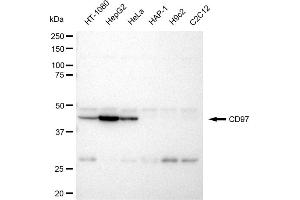 Western blotting analysis using CD97 antibody (ABIN7797989). (Recombinant CD97 抗体)