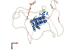 EYA4 Protein (AA 1-639) (His tag)