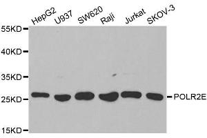 Western blot analysis of extracts of various cell lines, using POLR2E antibody. (POLR2E 抗体  (AA 1-210))