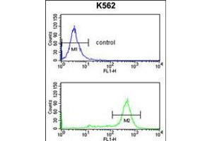 Flow cytometry analysis of K562 cells (bottom histogram) compared to a negative control cell (top histogram). (IL1RAPL2 抗体  (AA 372-401))