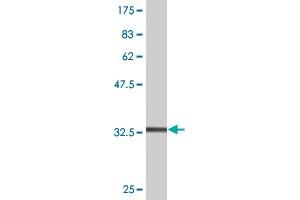 Western Blot detection against Immunogen (36. (S100A7 抗体  (AA 1-101))