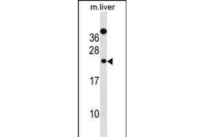 Mouse Derl2 Antibody (C-term) (ABIN1536818 and ABIN2838316) western blot analysis in mouse liver tissue lysates (35 μg/lane). (Der1-Like Domain Family, Member 2 (DERL2) (AA 191-219), (C-Term) 抗体)