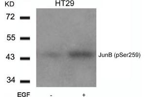 Western blot analysis of extracts from HT29 cells untreated or treated with EGF using JunB(Phospho-Ser259) Antibody. (JunB 抗体  (pSer259))