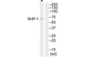 Western blot analysis of extracts from Jurkat cells, using SHP-1 (Ab-564) antibody. (MSK1 抗体  (C-Term))
