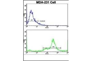 Flow cytometric analysis of MDA-231 cells using NDRG1 Antibody (N-term)(bottom histogram) compared to a negative control cell (top histogram). (NDRG1 抗体  (N-Term))