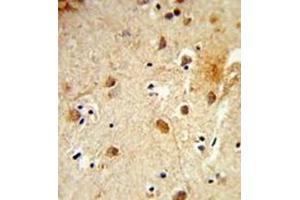 Formalin-fixed and paraffin-embedded human brain tissue reacted with CBY1 Antibody (C-term) followed which was peroxidase-conjugated to the secondary antibody, followed by DAB staining. (CBY1/PGEA1 抗体  (C-Term))