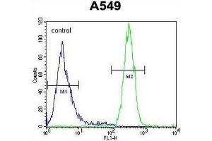 SYNCI Antibody (N-term) flow cytometric analysis of A549 cells (right histogram) compared to a negative control cell (left histogram). (Syncoilin 抗体  (N-Term))