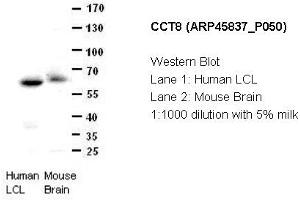Image no. 2 for anti-Chaperonin Containing TCP1, Subunit 8 (Theta) (CCT8) (C-Term) antibody (ABIN310736) (CCT8 抗体  (C-Term))