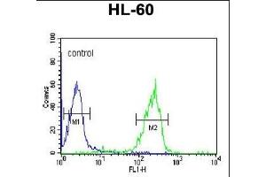 GZMB Antibody (N-term) (ABIN390495 and ABIN2840854) flow cytometric analysis of HL-60 cells (right histogram) compared to a negative control cell (left histogram).