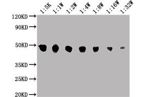Western Blotting (WB) image for anti-Enolase 1 (ENO1) (AA 2-434) antibody (ABIN7143869)