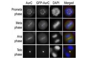 Immunofluorescence staining of HeLa cells expressing GFP-Aurora-C is performed at different cellular mitotic stages with A) Aurora-C antibody, B) GFP fluorescence, C) DAPI nuclear staining, and D) anti-Aurora-C merged to DAPI staining. (Aurora Kinase C 抗体  (AA 1-30))