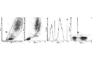 Image no. 1 for anti-Myeloperoxidase (MPO) antibody (FITC) (ABIN1108346)