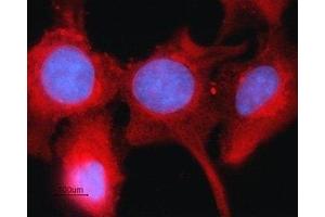 Immunocytochemistry (ICC) image for anti-Gap Junction Protein, alpha 1, 43kDa (GJA1) (AA 331-345), (Intracellular) antibody (ABIN7043198)