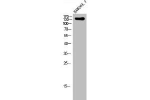 Western Blot analysis of RAW264. (SHANK2 抗体  (Internal Region))