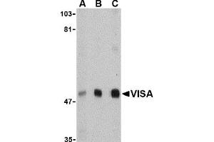 Western Blotting (WB) image for anti-Mitochondrial Antiviral Signaling Protein (MAVS) (N-Term) antibody (ABIN1031657) (MAVS 抗体  (N-Term))
