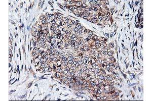 Image no. 5 for anti-Heme Oxygenase (Decycling) 2 (HMOX2) antibody (ABIN1498691) (HMOX2 抗体)