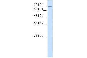 USP48 antibody used at 1 ug/ml to detect target protein. (USP48 抗体  (C-Term))