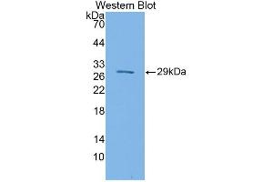 Western blot analysis of the recombinant protein. (SIRPB1 抗体  (AA 127-356))
