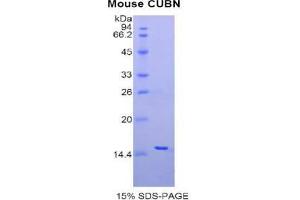 SDS-PAGE analysis of Mouse Cubilin Protein. (CUBN 蛋白)