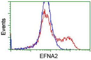 Flow Cytometry (FACS) image for anti-Ephrin A2 (EFNA2) antibody (ABIN1497955) (Ephrin A2 抗体)