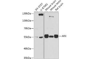 Western blot analysis of extracts of various cell lines, using ARX antibody (ABIN7265673) at 1:1000 dilution. (Arx 抗体  (C-Term))