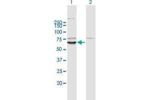 Western Blot analysis of KLHL10 expression in transfected 293T cell line by KLHL10 MaxPab polyclonal antibody. (KLHL10 抗体  (AA 1-608))
