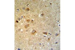 Immunohistochemistry analysis in formalin fixed and paraffin embedded brain tissue reacted with GTSE1 Antibody (C-term) followed which was peroxidase conjugated to the secondary antibody and followed by DAB staining. (GTSE1 抗体  (C-Term))