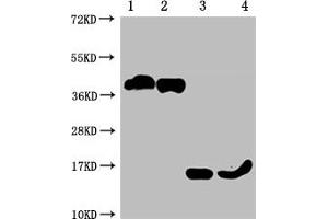 Western Blotting (WB) image for anti-Tumor Necrosis Factor Receptor Superfamily, Member 17 (TNFRSF17) (AA 1-54) antibody (ABIN7172256)