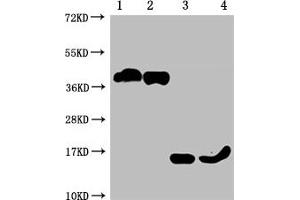 Western Blot Positive WB detected in: 1-2 lanes: 293F whole cell lysate transfected with BCMA, 3-4 lane: Recombinant proteins with BCMA All lanes: TNFRSF17 antibody at 1:1000 Secondary Goat polyclonal to mouse IgG at 1/50000 dilution Predicted band size: 40, 15 KDa Observed band size: 40, 15 KDa Exposure time:10 min (BCMA 抗体  (AA 1-54))