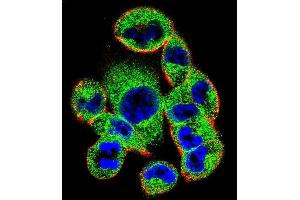 Confocal immunofluorescent analysis of SOCS4 Antibody (Center) (ABIN655792 and ABIN2845222) with  cell followed by Alexa Fluor 488-conjugated goat anti-rabbit lgG (green). (SOCS4 抗体  (AA 227-254))