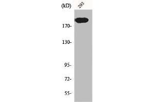 Western Blot analysis of 293 cells using Endo180 Polyclonal Antibody (MRC2 抗体  (N-Term))