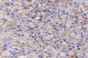 Immunohistochemistry analysis of paraffin-embedded mouse pancreas using,CMTM3 (ABIN7073510) at dilution of 1: 4000 (CMTM3 抗体)