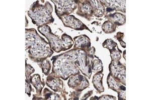 Immunohistochemical staining of human placenta shows strong cytoplasmic positivity in trophoblastic cells. (JAG2 抗体)