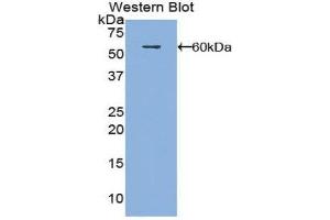 Western Blotting (WB) image for anti-Fibrous Sheath Interacting Protein 1 (FSIP1) (AA 55-287) antibody (ABIN1858922) (FSIP1 抗体  (AA 55-287))