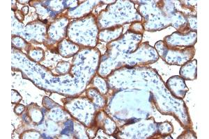 Formalin-fixed, paraffin-embedded human Placenta stained with CD71 Monoclonal Antibody (TFRC/1818). (Transferrin Receptor 抗体  (AA 94-212))