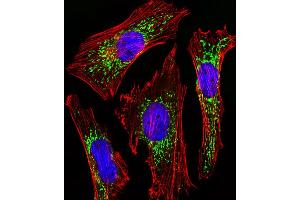 Fluorescent image of Hela cells stained with CYC1 Antibody . (Cytochrome C1 抗体  (AA 142-176))