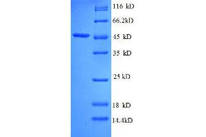 Probable Diguanylate Cyclase YedQ (AA 381-564), (partial) protein (GST tag)