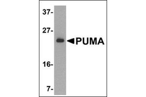 Western blot analysis of PUMA expression in K562 cell lysate with PUMAat 2 μg /ml. (PUMA 抗体  (N-Term))