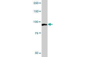 PIWIL1 MaxPab polyclonal antibody. (PIWIL1 抗体  (AA 1-861))
