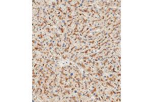 Immunohistochemical analysis of paraffin-embedded Human liver tissue using A performed on the Leica® BOND RXm. (Hexosaminidase A 抗体  (N-Term))