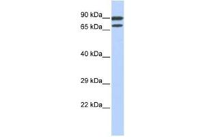 ZNF583 antibody used at 0. (ZNF583 抗体  (N-Term))